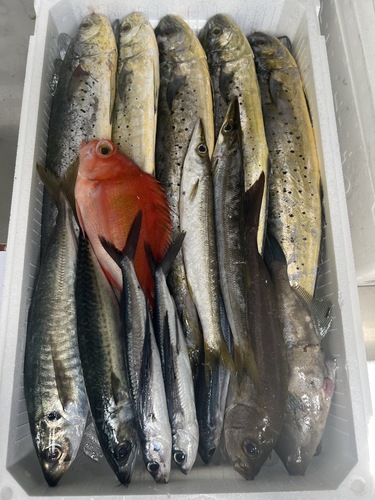 鮮魚BOX約5.5kg(定置)