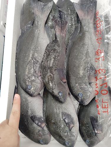 メジナ9/10入約5kg(定置)