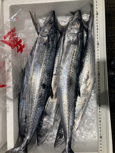 サゴシ5/6入約4kg(定置)
