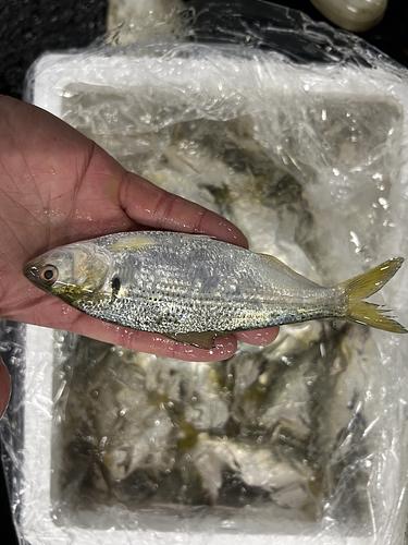 コノシロ約3kg