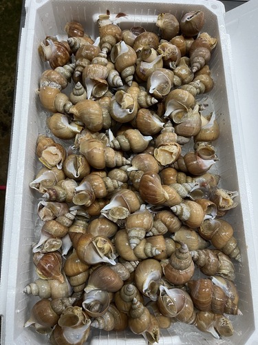 白バイ50g前後約5kg(カゴ)