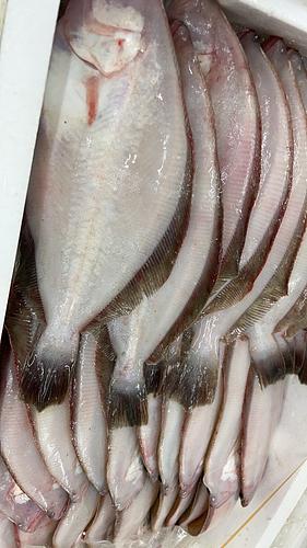 ミズガレイ32入約9.5kg(底曳)