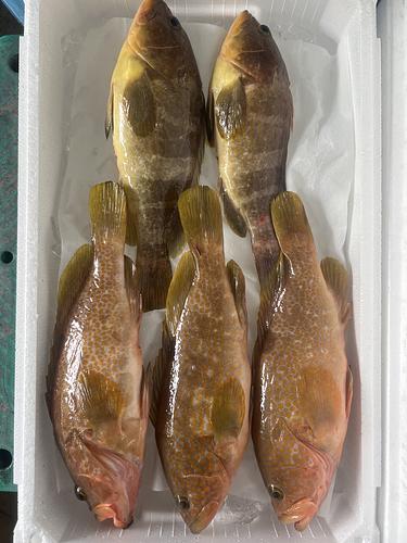 鮮魚BOX約2.5kg(釣)