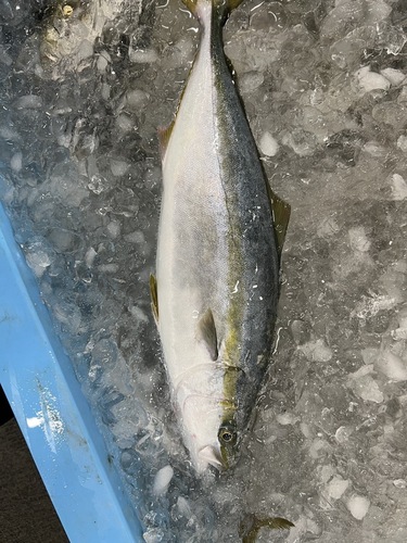 ハマチ4入約10kg(巻網)