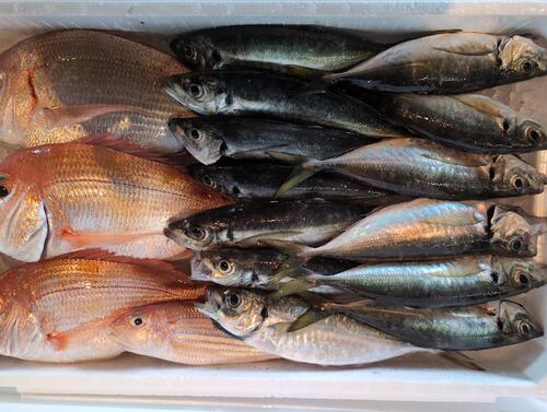 鮮魚BOX17入約3.9kg(釣)