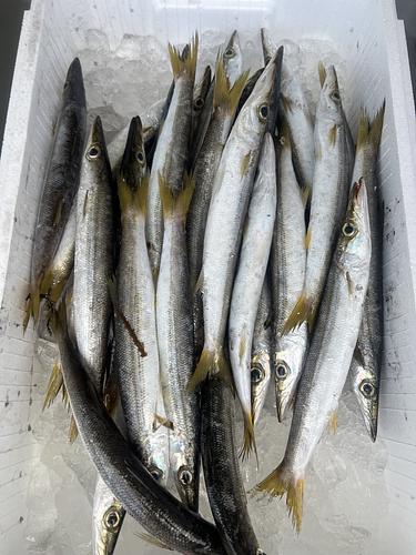 アカカマス27入約3.7kg(定置)