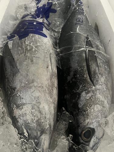 コシナガマグロ約9k前後2入約9kg(定置)
