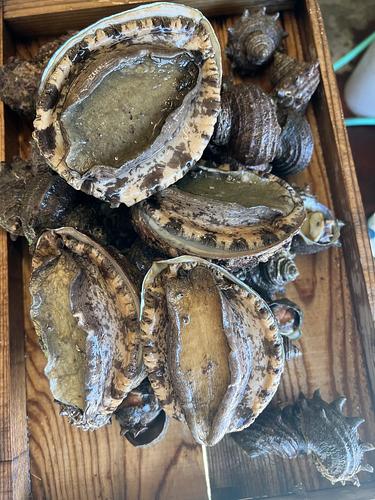 鮮魚BOX約4.3kg(沿岸)