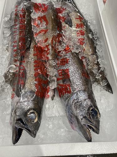 クロムツ5入約3.5kg(釣)