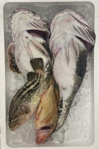 鮮魚BOX約3kg(刺網)