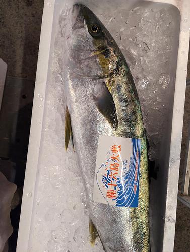 活〆ヒラマサ1入約5.7kg(定置)