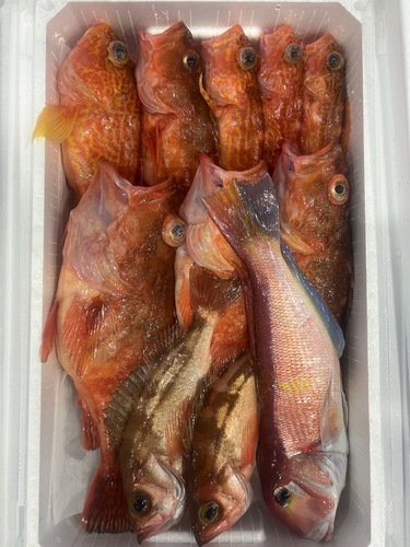 鮮魚BOX約5kg(釣)