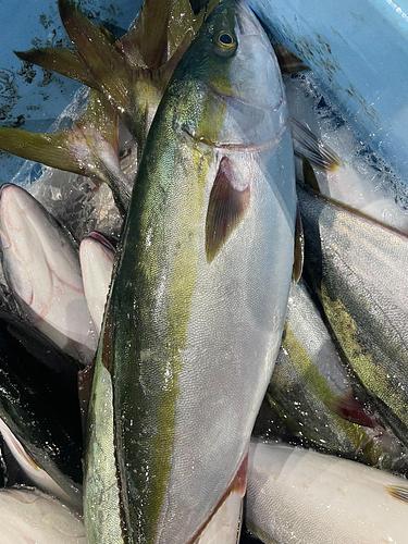 ハマチ(天然)4入約14kg(小網)【業務用の鮮魚仕入れならウーオ】