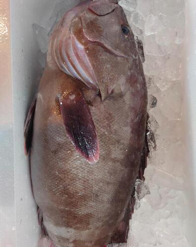 マハタ8/11k1入約8kg(釣)