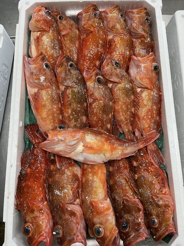 ウッカリカサゴ16入約4kg(底曳)