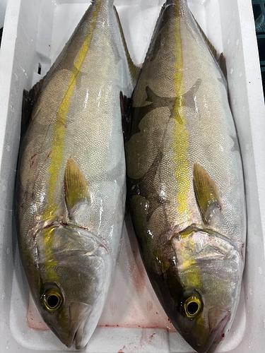 神経〆カンパチ1入約5.1kg