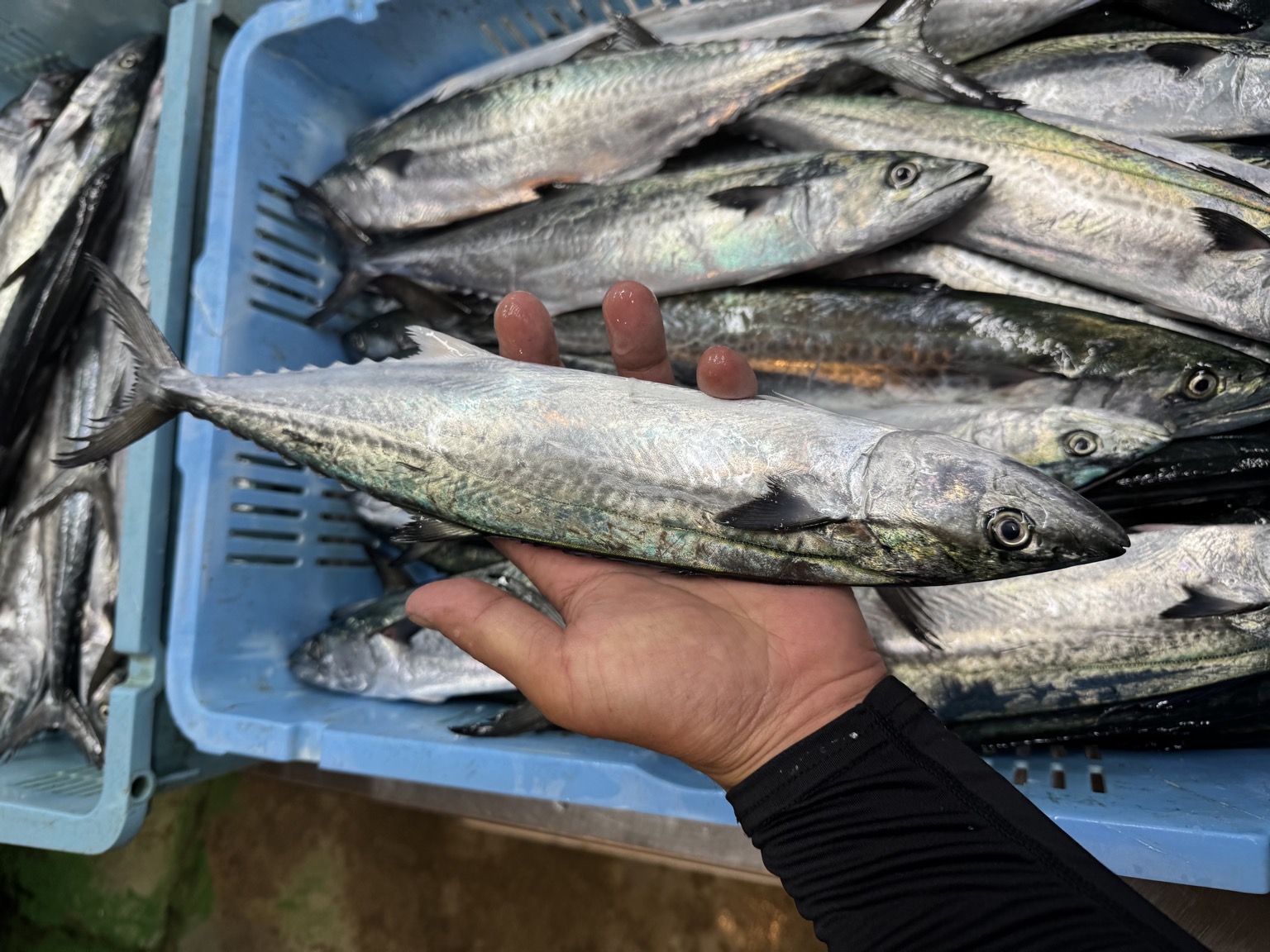 活〆サゴシ釣サゴシ バラ12入約5kg(釣)【業務用の鮮魚仕入れならウーオ】