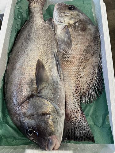 活〆コショウダイ2入約5.1kg(底曳)