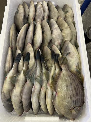 ウマヅラハギ32入約5.8kg(定置)
