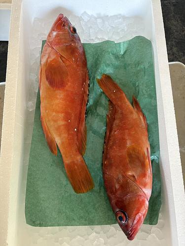 活〆アカハタ2入約1.2kg(刺網)