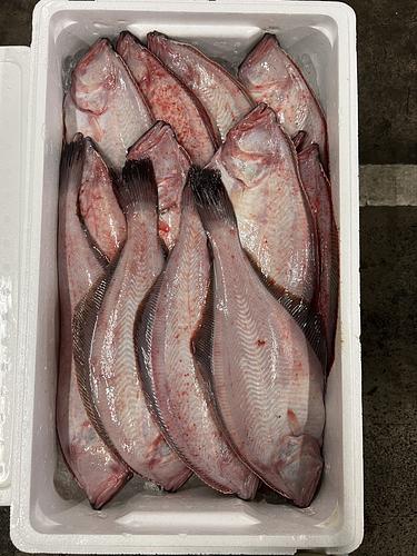 アカガレイ2番12入約7.5kg(底曳)