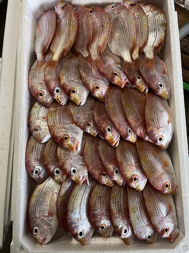 レンコダイ35入約5kg(底曳)