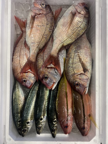 鮮魚BOX約4.2kg(定置)