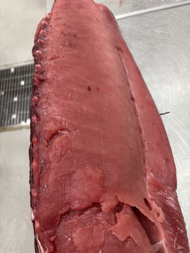 キハダマグロ生キハダロイン1入約6kg(巻網)