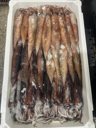鮮魚BOX約5kg(底曳)