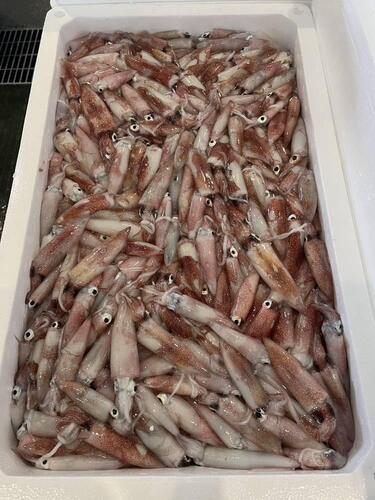 ケンサキイカバラ80位入約5kg(定置)