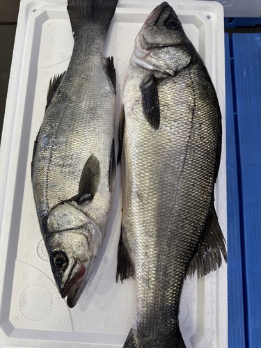 活〆ヒラスズキ2入約3.8kg(釣)