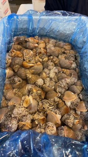 イソツブ約5kg