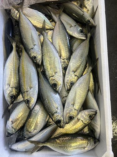 メアジ約5kg(定置)