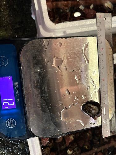 活ナミノコガイ(沿岸)