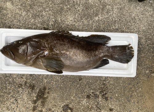 活〆クエ1入約6.6kg(銛突)