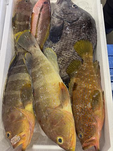 活〆鮮魚BOX約5.6kg(釣)