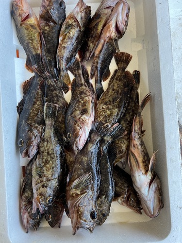 カサゴ19入約2.4kg(定置)
