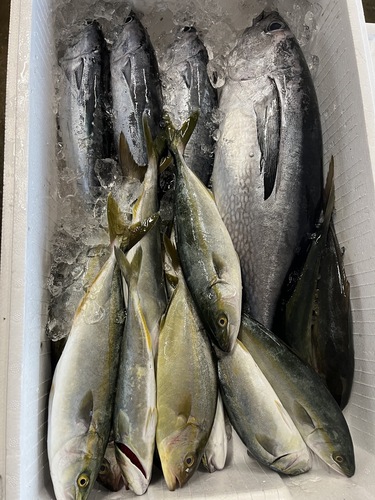 鮮魚BOX約6.3kg