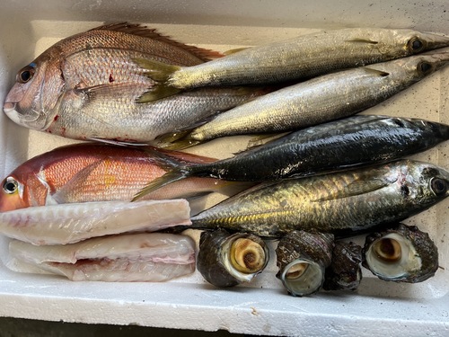 鮮魚BOX②約3.1kg