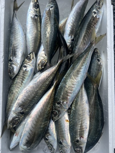 マルアジ200gup約5.5kg(巻網)