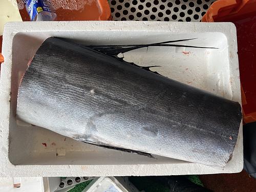 活〆バショウカジキ(定置)