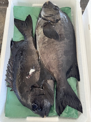 活〆イシダイ2入約4.3kg(銛突)