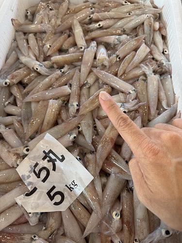 ヤリイカバラ約5.5kg(底曳)