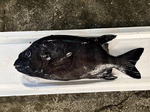 活〆イシダイ1入約3.1kg(銛突)