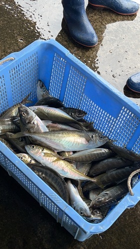 マアジ中16入約5kg(沿岸)