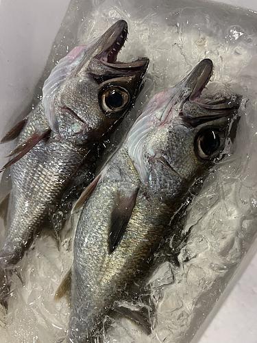 クロムツ(釣)
