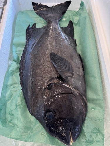 活〆イシダイ1入約2.8kg(銛突)
