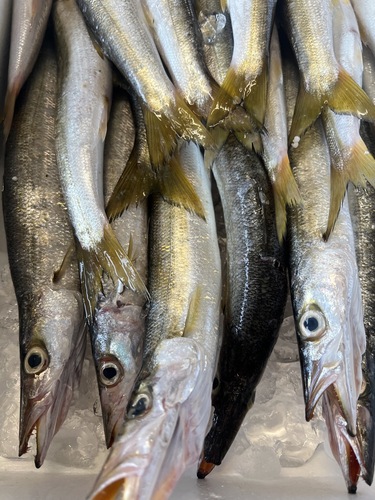 カマス18入約3.2kg(刺網)