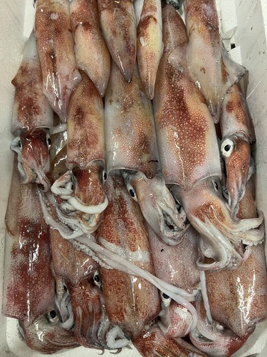 ケンサキイカ15入約3.6kg(定置)