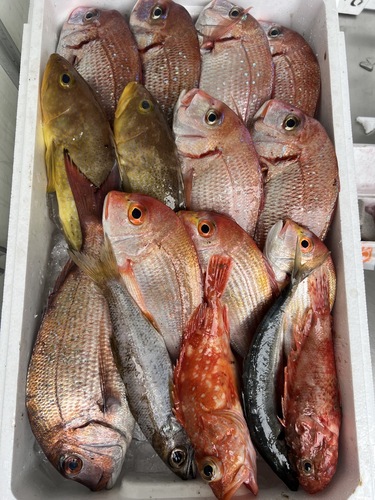 鮮魚BOX約5.7kg(釣)